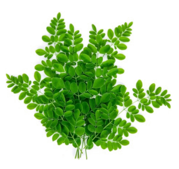 Drumstick Leaves/ Moringa Leaves