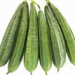 Sponge Guard, Nenua, Taroi, Torai, 2pc (250-300gm)