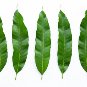 Mango Leaf (5pc)