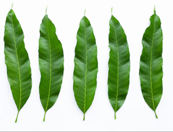 Mango Leaf (5pc)