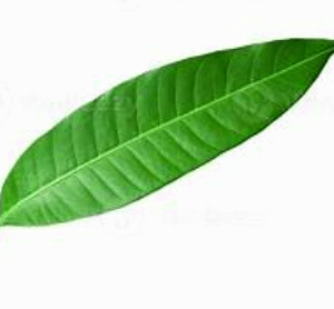 Mango Leaf 1pc