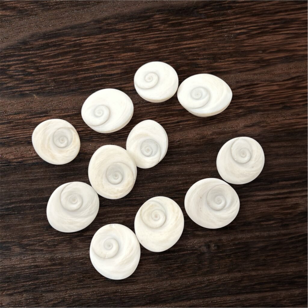 Gomati Chakra 5pcs