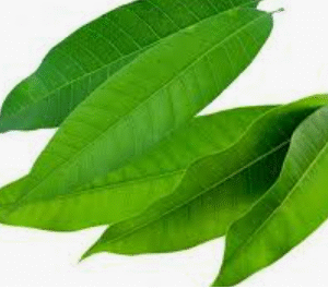 Mango Leaves 5pcs