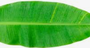 Banana Leaf 1pc (60-75cm long)