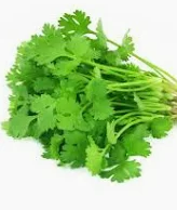 Fresh Coriander/ Hara Dhaniya 50gm appx