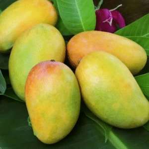 PRE-ORDER Ratnagiri Kesar Mangoes Big box (10-12 pcs) Kesar Mangoes- ( Available from 3rd may)