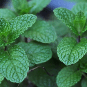 Fresh Mint Leaves 40gm appx