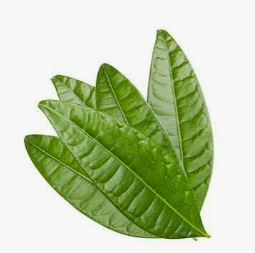 Mango Leaves 5pc