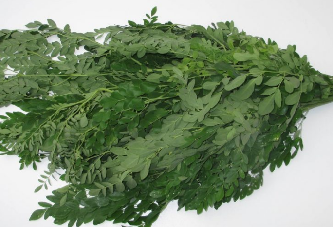 Drumsticks Leaves 1 pack/ Moringa Leaves